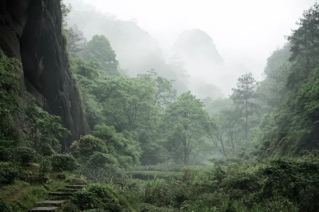 纯干货丨岩茶品种那么多，为什么人人都爱喝肉桂？